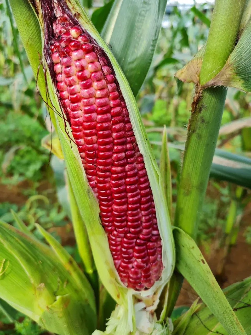 nông sản