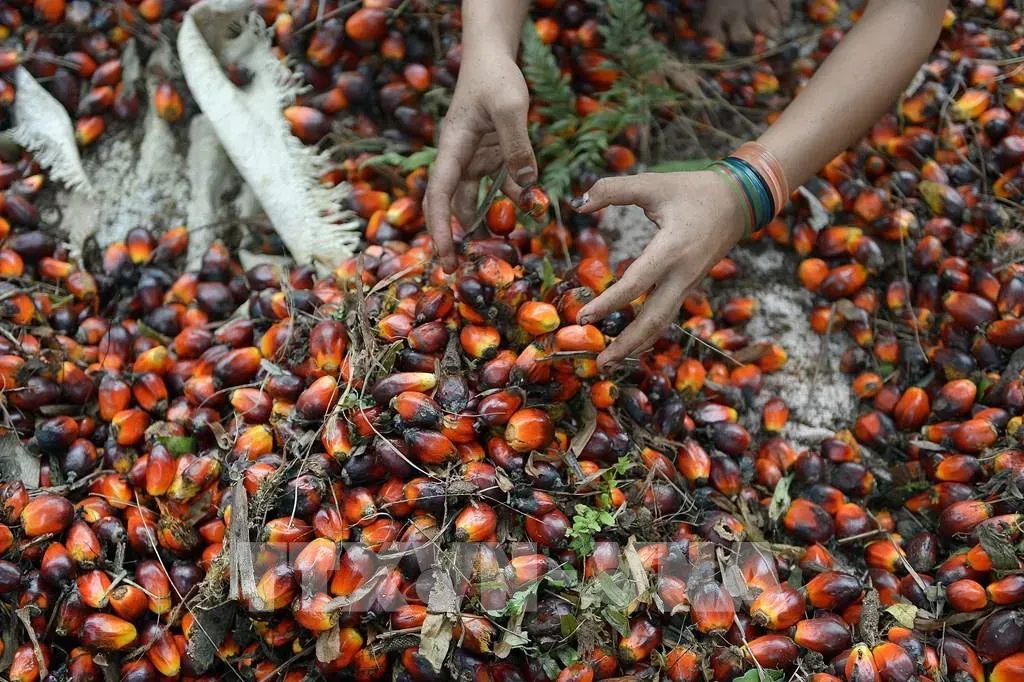 Giá dầu cọ giảm phiên thứ hai liên tiếp
