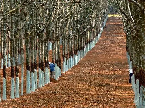 Giá cao su 31/3: Sàn Nhật Bản đứt chuỗi tăng giá khi áp lực nguồn cung hạ nhiệt