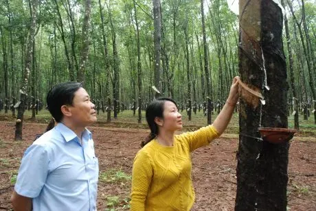 Giá cao su kỳ hạn tại Nhật Bản chạm đỉnh hơn 9 tháng khi đồng Yên suy yếu