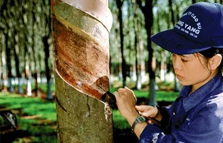 Giá cao su 29/5: Sàn Nhật Bản hướng tới tuần tăng điểm nhờ nguồn cung thắt chặt