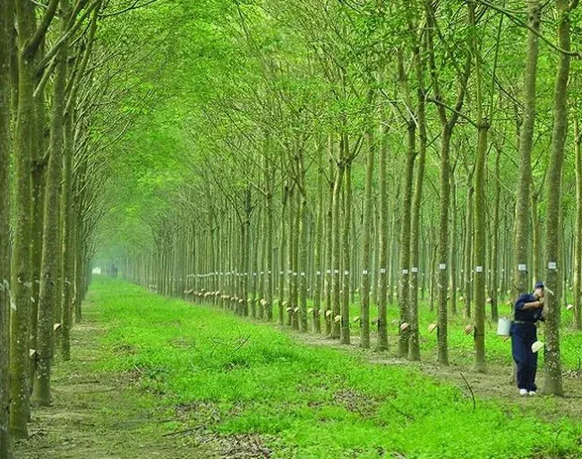 Giá cao su Nhật tăng phiên thứ năm liên tiếp, trong nước đi ngang chờ tín hiệu