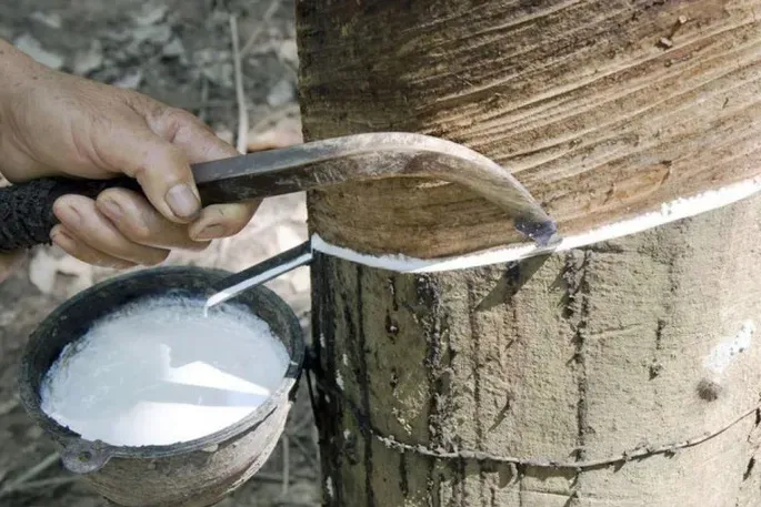 Giá cao su 26/6: Sàn Nhật Bản giảm phiên thứ hai liên tiếp do nguồn cung Đông Nam Á gia tăng và giá dầu yếu