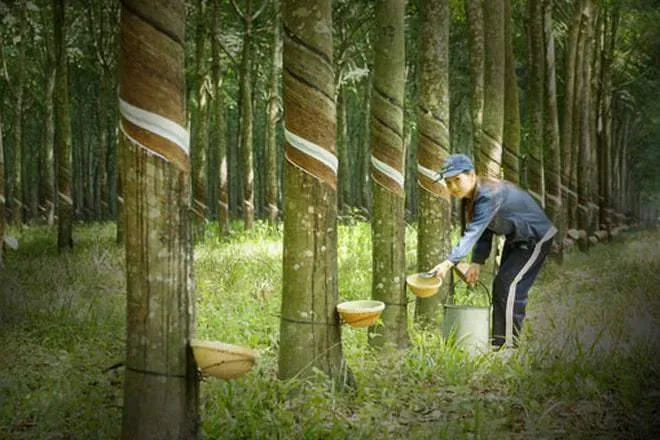 Giá cao su kỳ hạn Nhật Bản tăng mạnh, cao su Butadiene tại Thượng Hải gần chạm trần