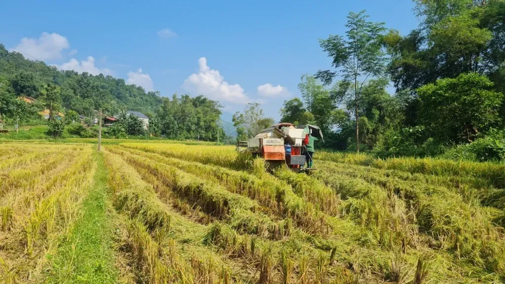 Nông sản 02/04: Diện tích lúa mì Mỹ chạm đáy và cú hích B50 từ Indonesia