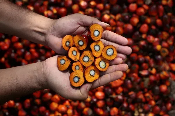 Giá dầu cọ đi ngang do đồng Ringgit mạnh
