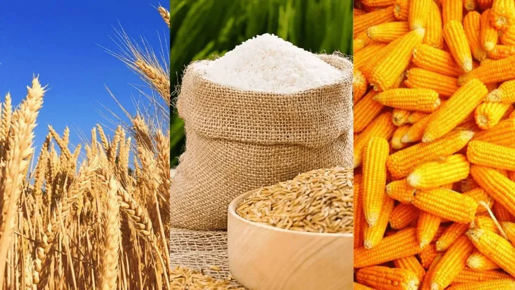 Thị trường nông sản 23/03/2026: Áp lực cung cầu và biến động địa chính trị