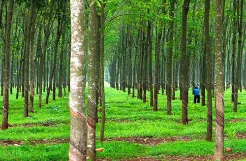 Giá cao su tại Nhật Bản tăng do thời tiết bất lợi