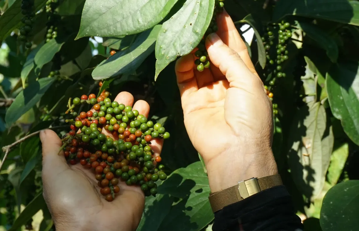 Giá tiêu hôm nay 16/9: Đắk Lắk sụt giảm