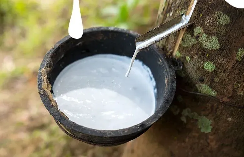 Giá cao su 22/9/2026: Thế giới tăng nhẹ, trong nước ổn định