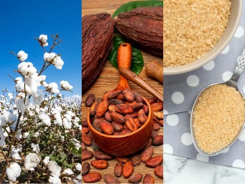 Nguyên liệu 3/9: Bông Mỹ chịu áp lực USD, Ca cao đón mưa Tây Phi, Đường thô hỗ trợ giá
