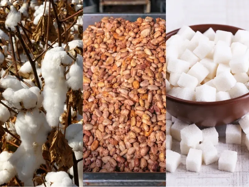 Nguyên liệu 4/6: Brazil giảm 14% sản lượng Đường, Ca cao siết bán, giá Bông chốt lời kỹ thuật