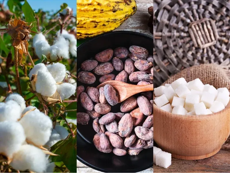 Nguyên liệu 4/8: Bông Mỹ điều chỉnh từ đỉnh, Ca cao thu hút dòng tiền, Đường thô hỗ trợ giá