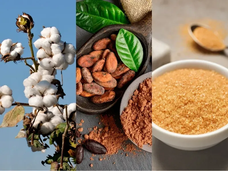 Nguyên liệu 4/9: Bông Mỹ bị bán tháo, Ca cao chịu áp lực El Niño, Đường Brazil giảm 7,9%