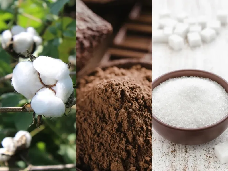 Nguyên liệu 12/5: Bông đón chờ “đơn hàng khủng”, Đường hồi phục, Ca cao bứt phá