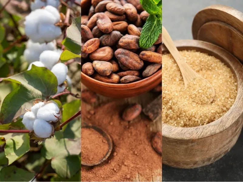 Nguyên liệu 25/8: Bông Ấn Độ lo hạn hán, Ca cao đón mưa Tây Phi, Đường EU giảm năng suất