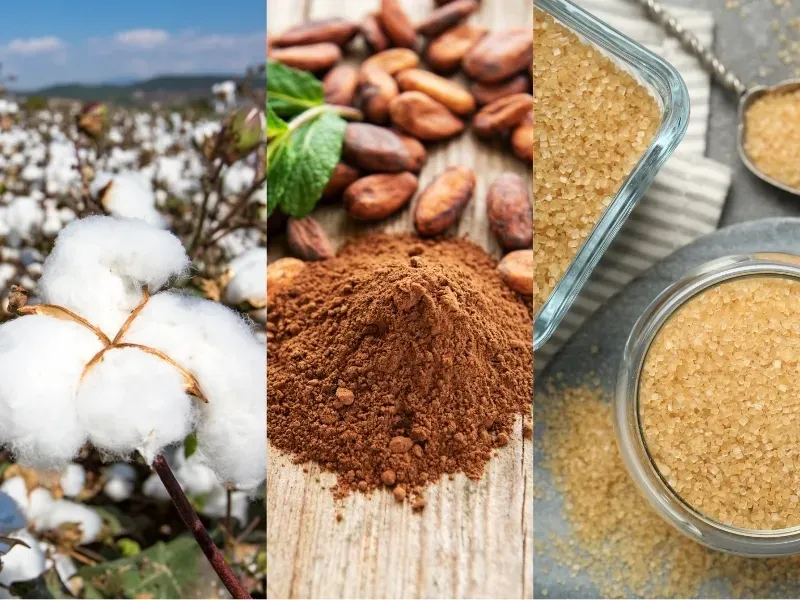Nguyên liệu 31/8: Bông Ấn Độ lo hạn hán, Ca cao trễ vụ 10 tuần, Đường EU giảm 19%
