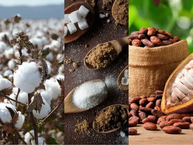 Thị trường nguyên liệu 31/03: Sự đối lập giữa đà tăng của Bông, Đường và sự trầm lắng của Ca cao