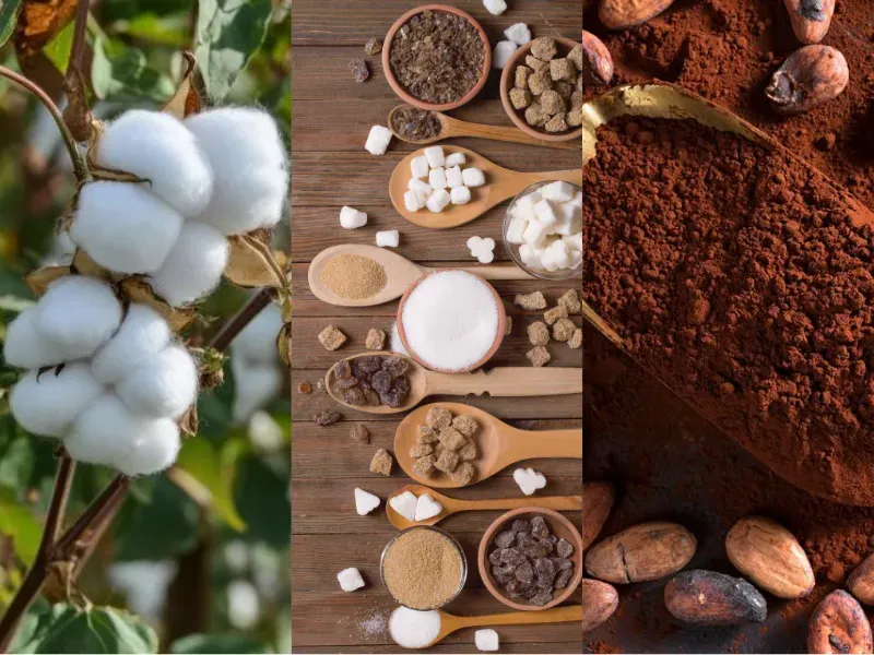 Nguồn cung thắt chặt thúc đẩy giá bông và đường; nhu cầu ca cao vẫn là ẩn số