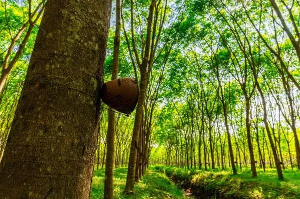 Giá cao su 21/4: Giá thế giới tiếp đà tăng trưởng, trong nước duy trì bình ổn  c