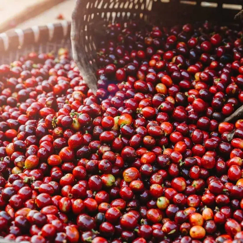 Cà phê hôm nay: El Niño đe dọa nguồn cung Robusta, Brazil đẩy nhanh tiến độ thu hoạch