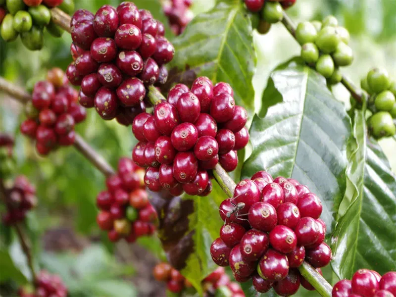 Tồn kho Arabica đạt chuẩn tăng mạnh