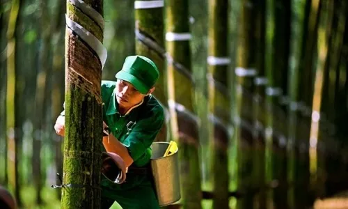 Giá cao su kỳ hạn tại Nhật Bản tăng phiên thứ chín liên tiếp