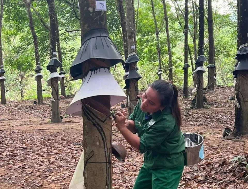 Giá cao su 2/6: Thị trường thế giới khởi sắc trước kỳ vọng từ ngành xe điện và rủi ro thời tiết