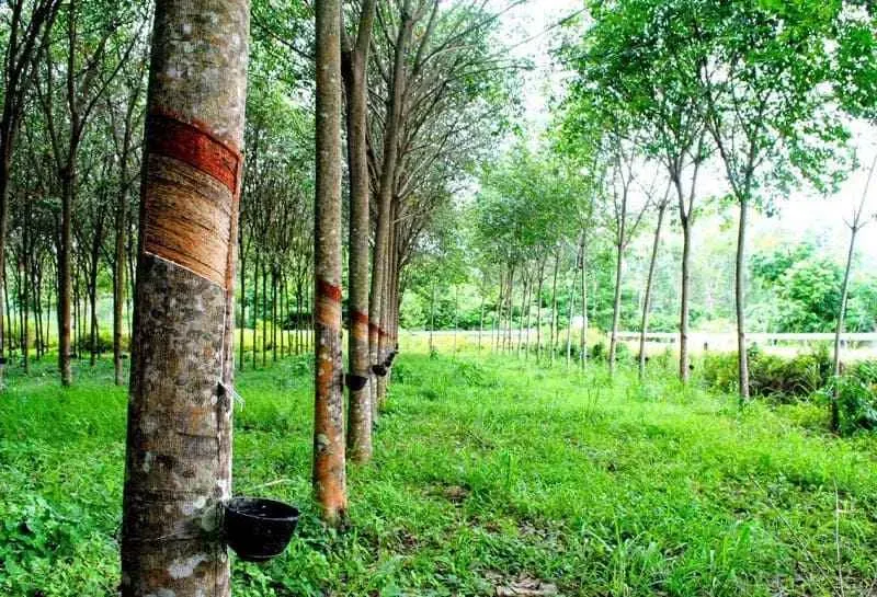 Giá cao su kỳ hạn Nhật Bản giảm do đồng Yên mạnh lên
