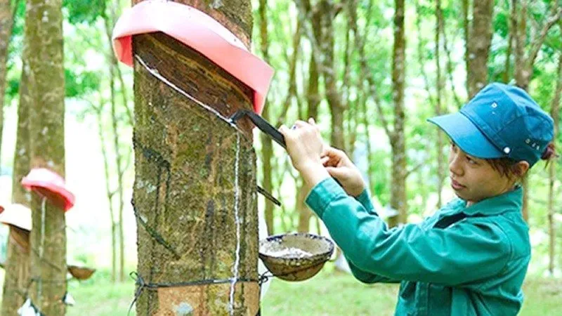 Giá cao su 3/6: Sàn Nhật Bản lập đỉnh 15 năm trước áp lực nguồn cung và đồng Yên yếu