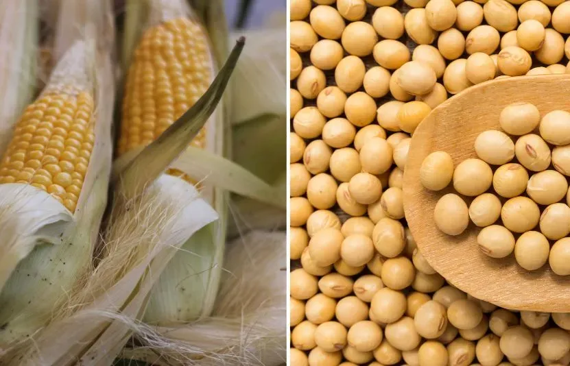 Nông sản 22/05: Xuất khẩu ngô Mỹ bứt phá, lúa mì được hỗ trợ bởi triển vọng nguồn cung toàn cầu thu hẹp