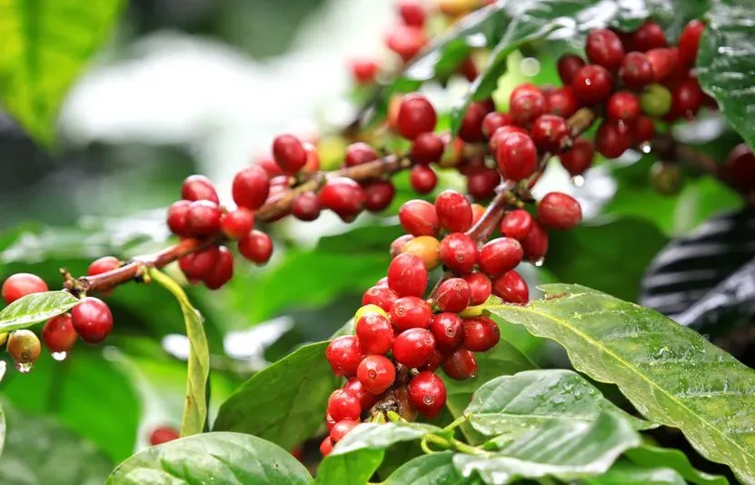 Giá cà phê 21/1: Trong nước bất ngờ đảo chiều giảm mạnh