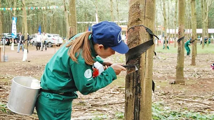 Giá cao su 3/4: Sàn Nhật Bản bứt phá nhờ chứng khoán khởi sắc và kỳ vọng từ thị trường dầu mỏ