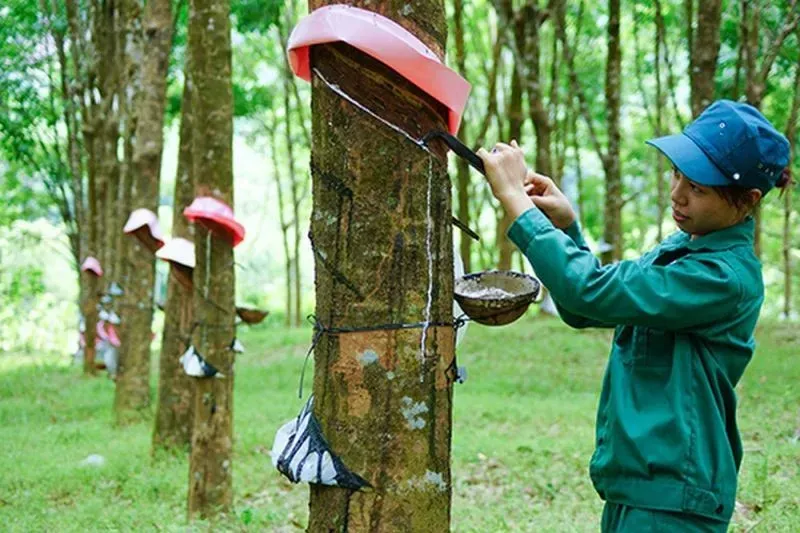 Giá cao su 26/2: Sàn Nhật Bản tăng phiên thứ 7 liên tiếp, xác lập đỉnh mới của năm
