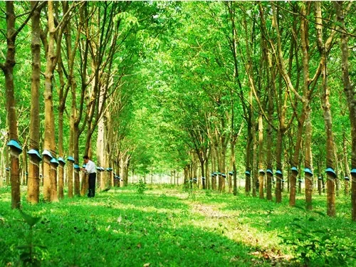 Giá cao su kỳ hạn Nhật Bản tăng phiên thứ tư liên tiếp
