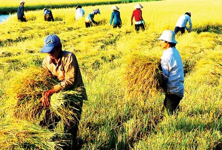 Thị trường nông sản 14/04: Sản lượng Ukraine sụt giảm, dầu đậu nành xác lập kỷ lục mua ròng