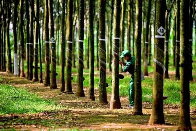 Giá cao su 18/6: Sàn Nhật Bản giảm phiên thứ hai liên tiếp do giá dầu sụt giảm