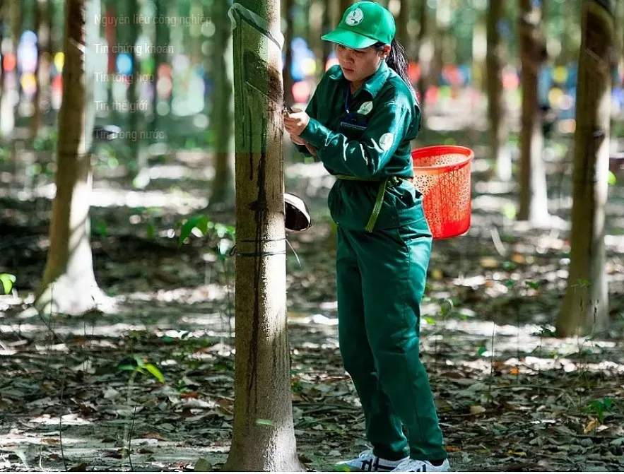 Giá cao su kỳ hạn Nhật Bản giảm phiên thứ ba liên tiếp
