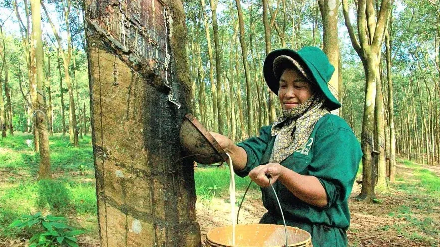 Giá cao su 27/3: Nhật Bản tăng phiên thứ tư liên tiếp, cao su tổng hợp lập kỷ lục mới