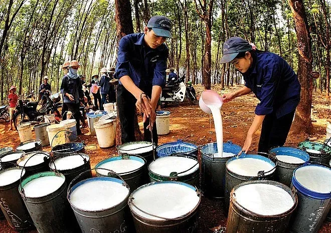 Giá cao su 1/6: Sàn Nhật Bản giảm điểm khi nhà đầu tư thận trọng trước xung đột Trung Đông