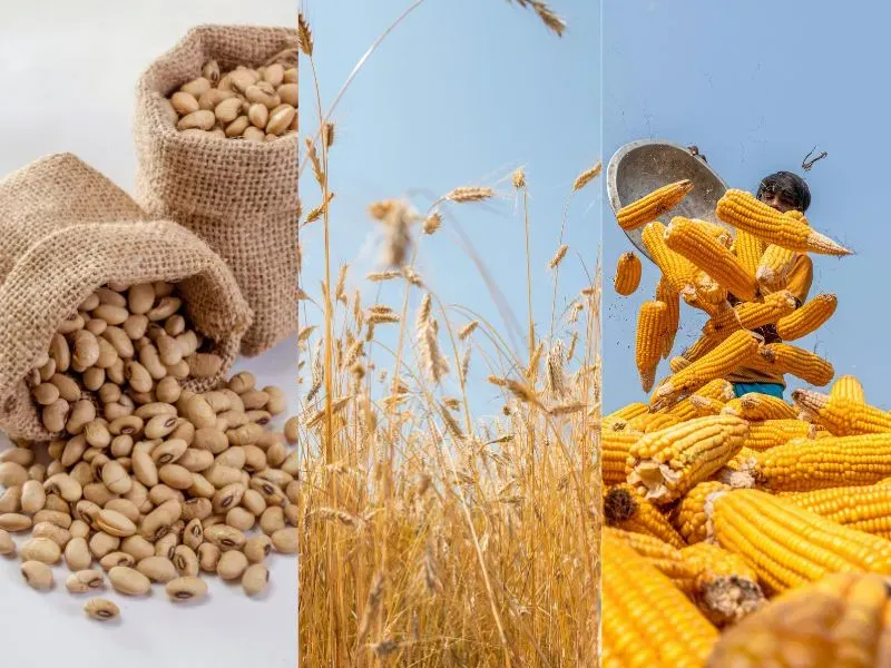 Giá lúa mì tăng vì Biển Đen, USDA giữ đánh giá mùa vụ ngô và đậu tương ổn định
