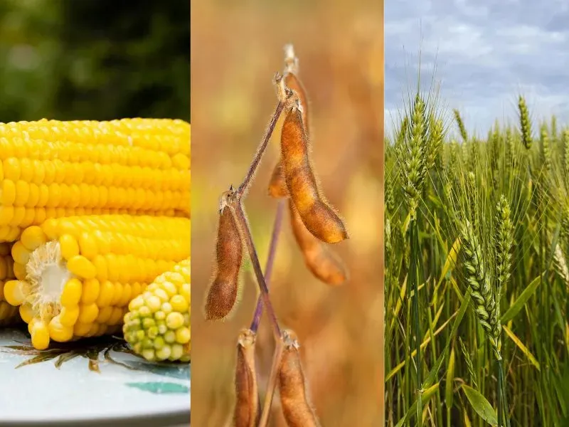 Nông sản 30/06: Thị trường phân hóa mạnh trước thềm báo cáo tồn kho hàng quý của USDA