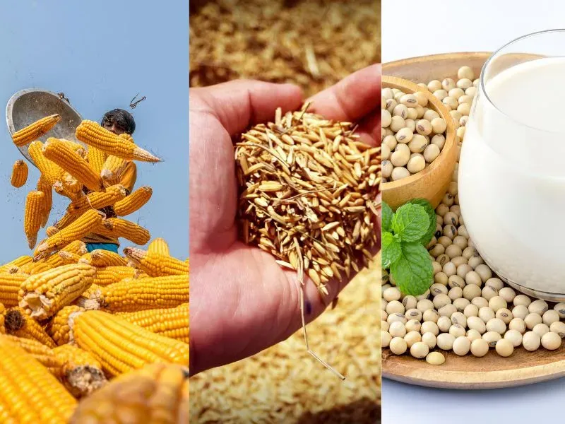 Nông sản 09/06: Sức cầu quốc tế kéo giá ngô hồi phục, đậu tương loay hoay ở đáy 4 tháng