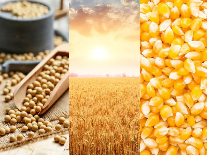 Nông sản 22/06: Đơn hàng từ Trung Quốc và đà tăng giá dầu