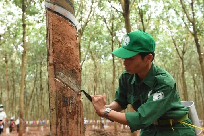 Giá cao su Nhật Bản sụt giảm trong đợt bán tháo diện rộng