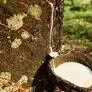 Giá cao su tại Nhật giảm do các nhà máy Trung Quốc bảo trì