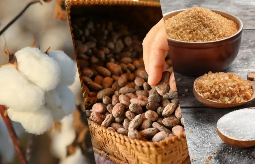 Thị trường ngày 15/9: Bông chịu áp lực từ USD, đường và ca cao chịu ảnh hưởng từ nguồn cung
