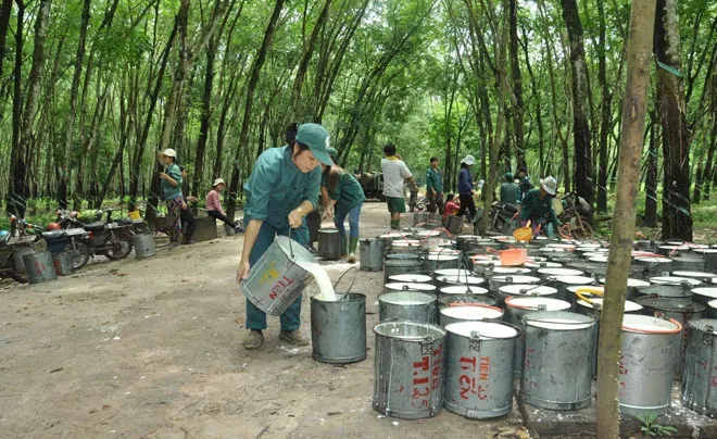 Giá cao su Nhật Bản giảm nhẹ khi đồng Yên duy trì sức mạnh