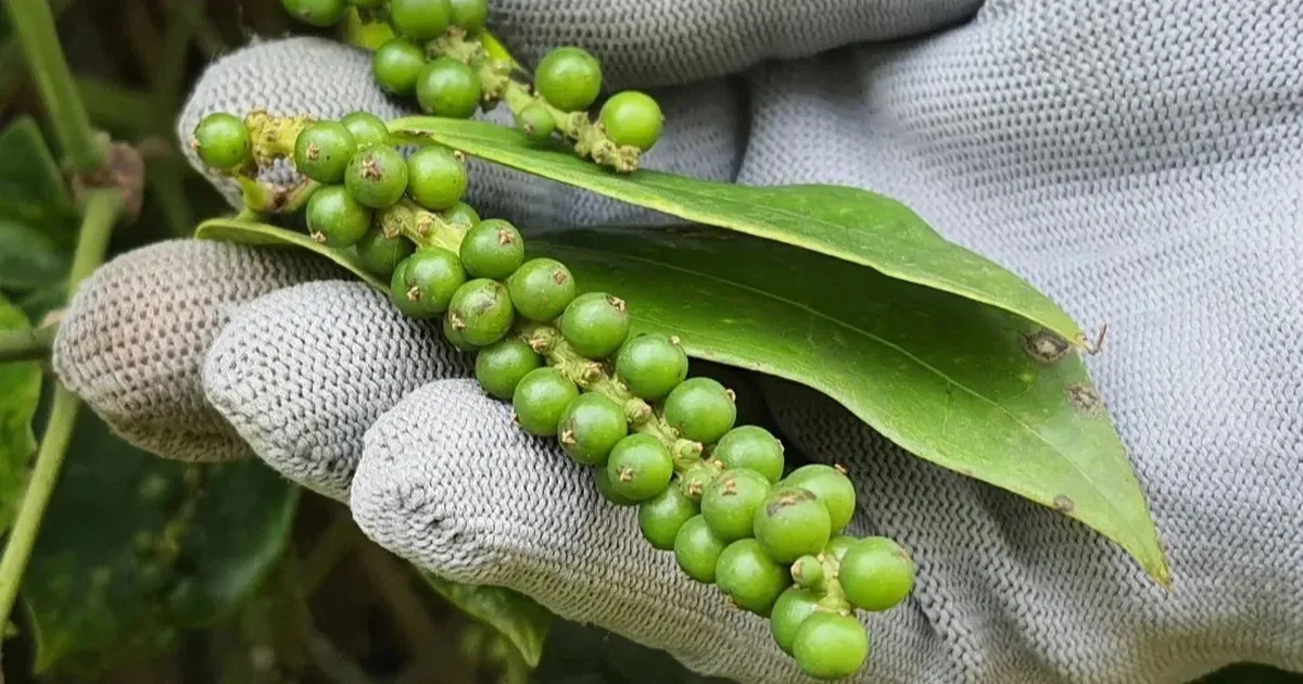 Giá tiêu 30/06: Thị trường nội địa bình ổn phiên cuối tháng, giá xuất khẩu toàn cầu đi ngang