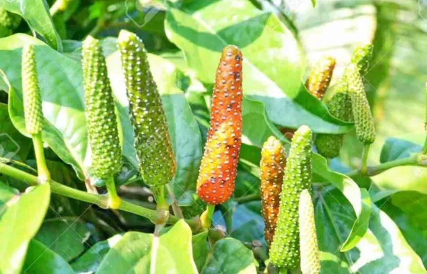 Giá tiêu ngày 10/02 tăng nhẹ, thị trường thăm dò trong bối cảnh nguồn cung hạn chế